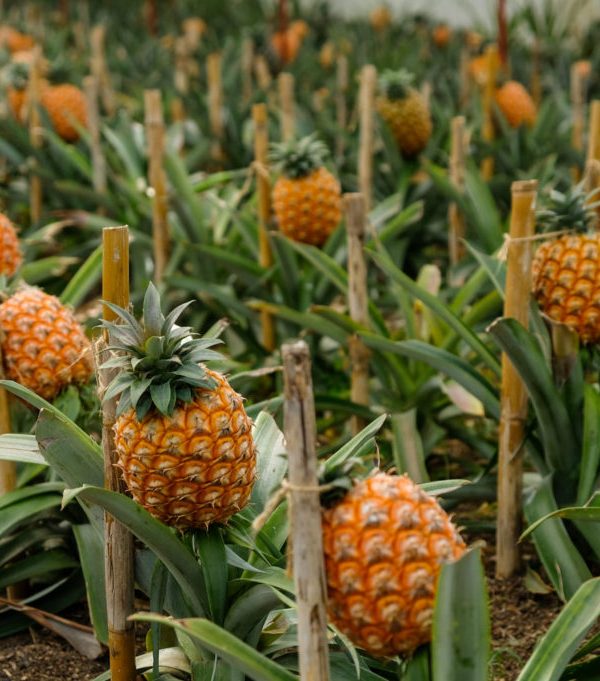Ananas