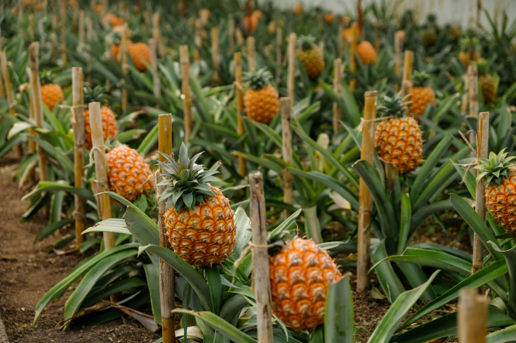 Ananas
