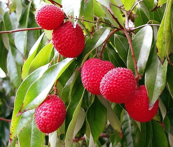 Litchis