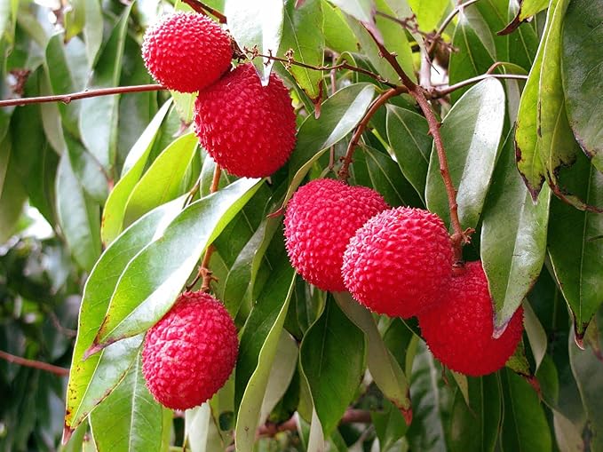 Litchis
