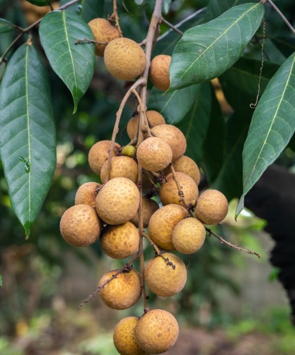 Longan